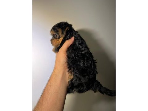 Bebek yorkie yavruları