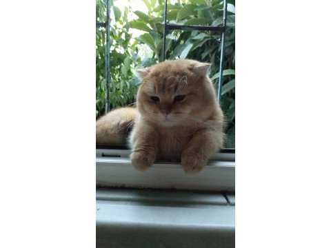 Scottish fold 1.3 yaşında