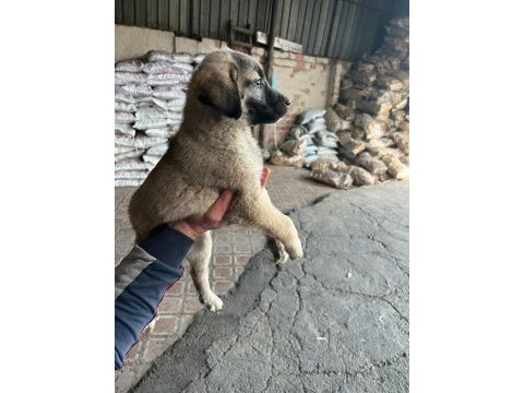 İri cüsseli kangal yavruları