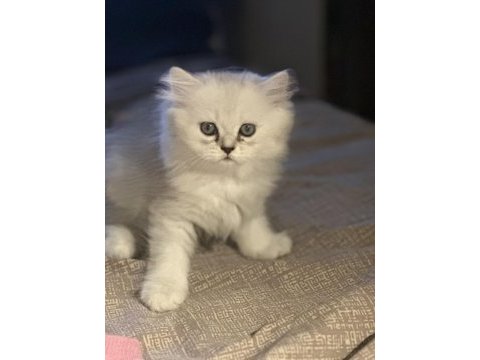 Minik british longhair prens