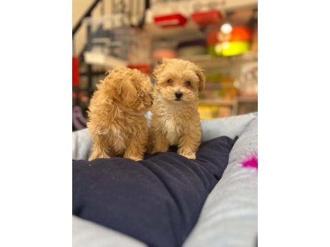 Tüy dökmeyen hi̇poalerjeni̇k safkan teacup malti̇poo