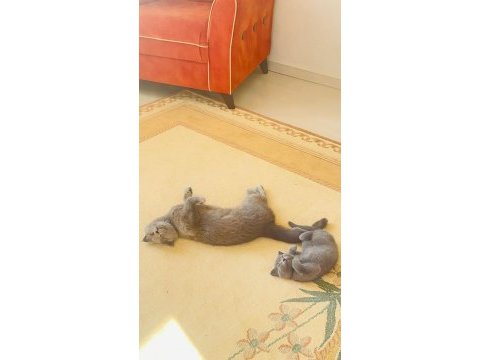 Minik scottish fold prenses