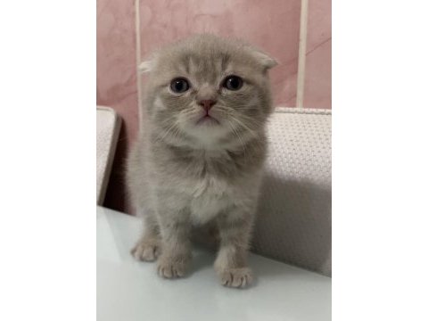 Scottish fold yavruma yuva arıyorum
