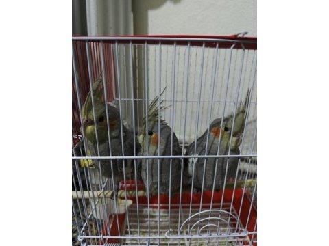 3 aylık sultan papağanı ısırmazlar erkek ötüyor