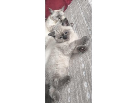 Blue point eğitimli safkan kan sağlık garantili kedimiz