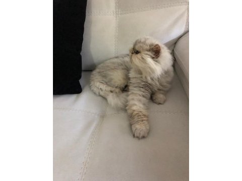 Chinchilla dişi kedimiz