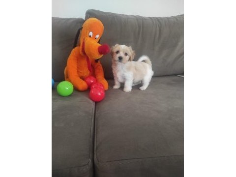 Maltese terrier sıfır numara oyuncu ve akıllı