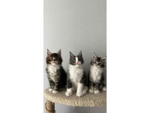 Sağlık ve ırk garantili minik maine coon devler