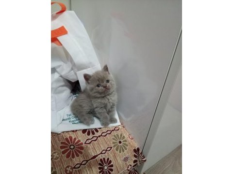 Disi lilac british shorthair yavrular