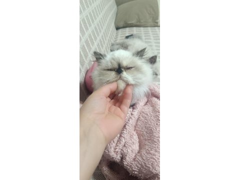 Yumos yumoş iran kedisi