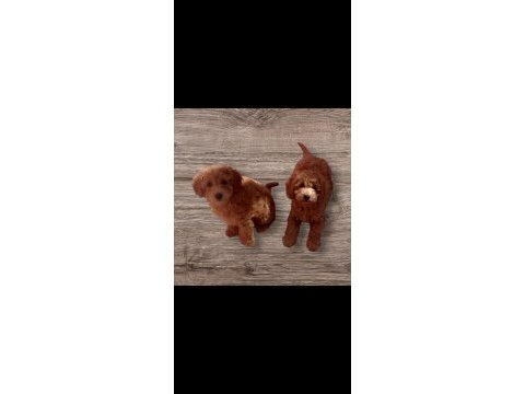 Minyatür toy poodle yavrularımız