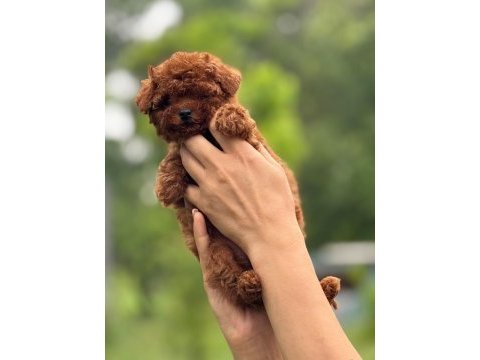 Aşılı çiş eğitmli teacup kore bebekler 