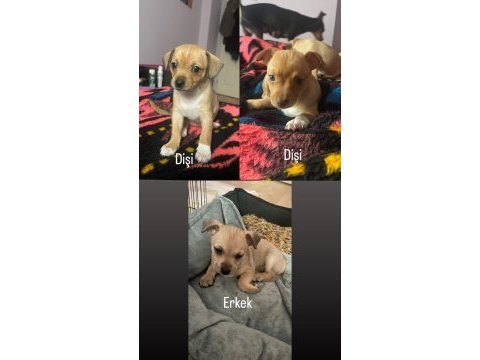 2 aylık pinscher