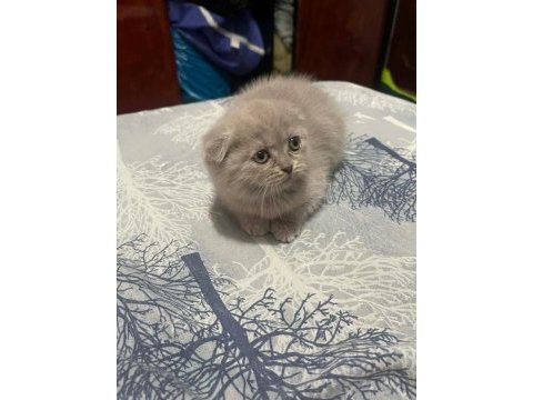 British shorthair blue point ve gri bebeklerimiz