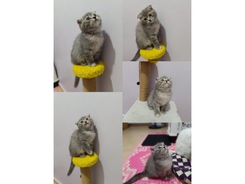 Scottish fold silver yavru dişi