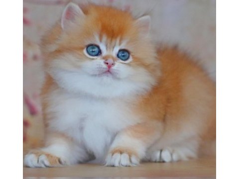 Oyuncak bebek golden british longhair 