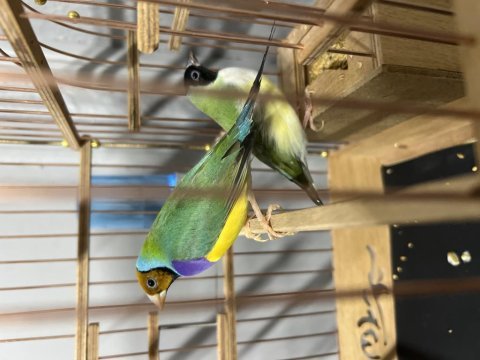 Golden finch gökkuşağı ispinozu çift