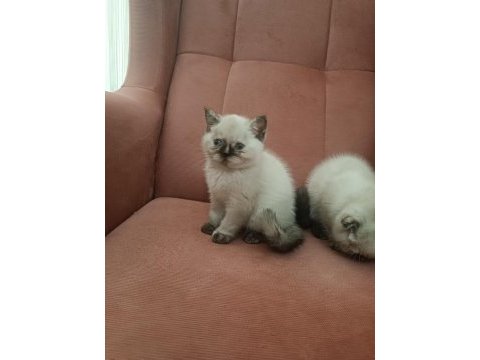 British shorthair blue point yavrular