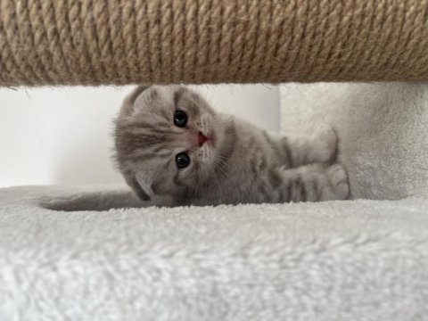 3 erkek ve 1 dişi scottish fold yavrularım