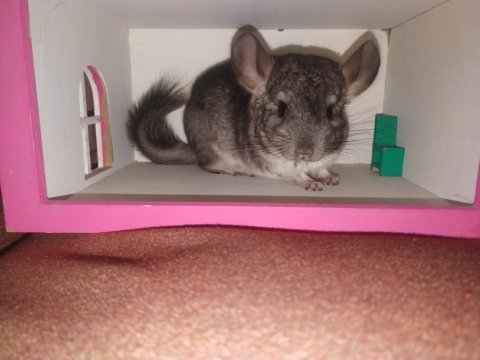 Chinchilla (çinçila) tavşanı