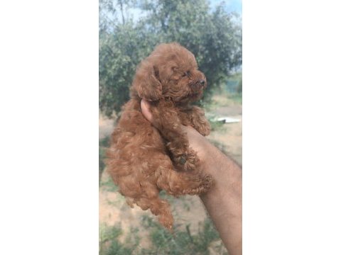 Kore poodle erkek yavru