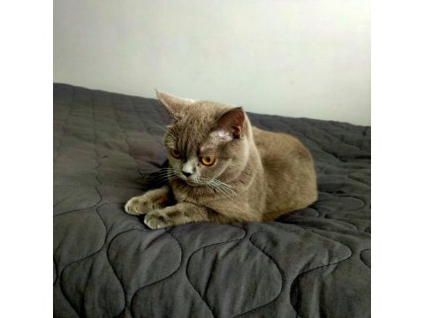 British shorthair kül rengi dişi