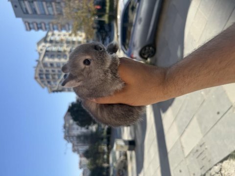 Cüce hollanda bebek isteyenlere