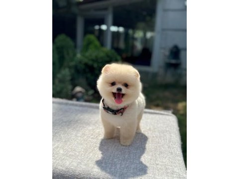 Sağlık ve ırk garantili pomeranian