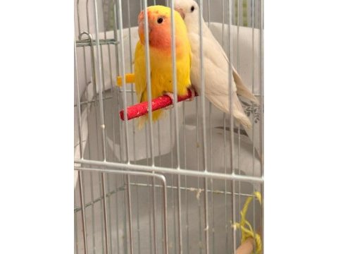 Albino ve lutino takım çift sevda papağanı