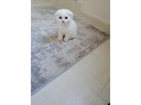 Scottish fold güzellik pofidik