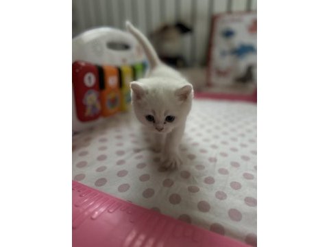 Trabzonda 50 günlük çok güzel british shorthair