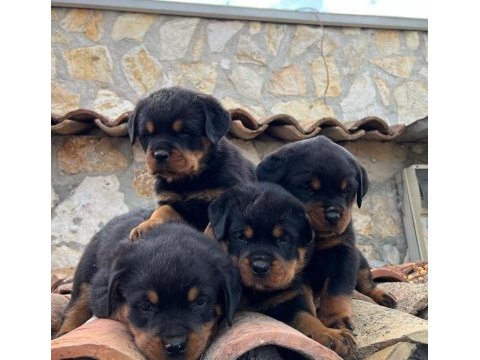 Rottweiler 2 - 2.5 erkek - dişi üst düzey yavrular