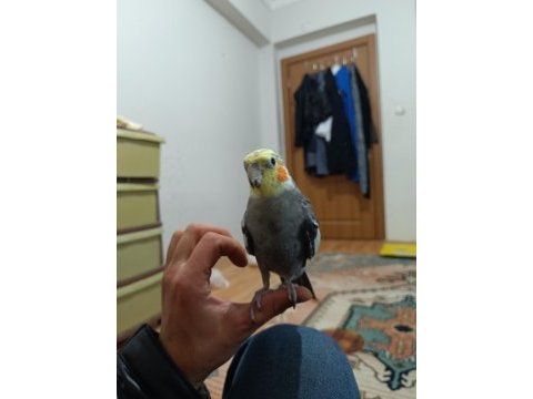 Full evcil sultan papağanı