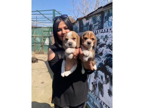 Elizabet dişi beagle yavrularım
