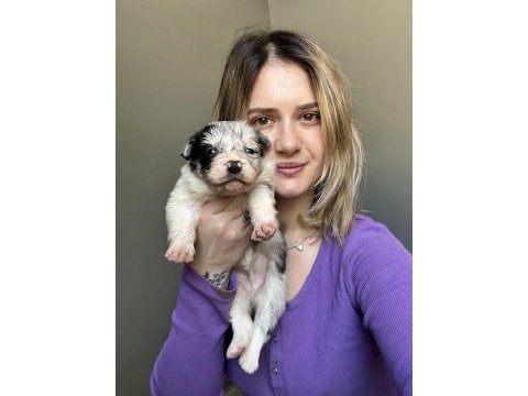 Border collie yavruları