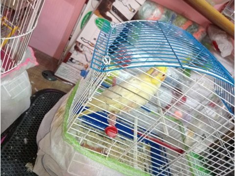 Ele kola alışkın sultan papağanı