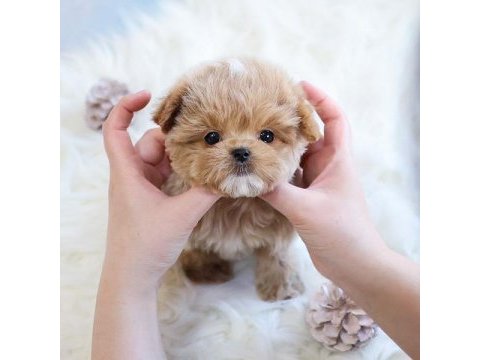 Kore gen hattı maltipoo bebeklerim