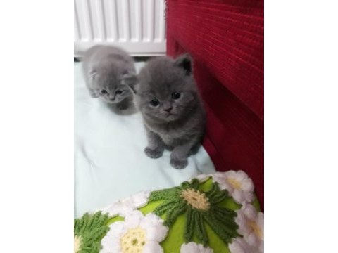Anne sütünde scottish fold yavru
