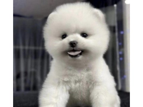Pomerianan boo köpeğimiz