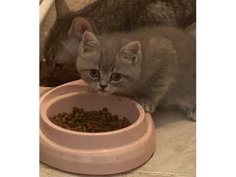 British shorthair 60 günlük