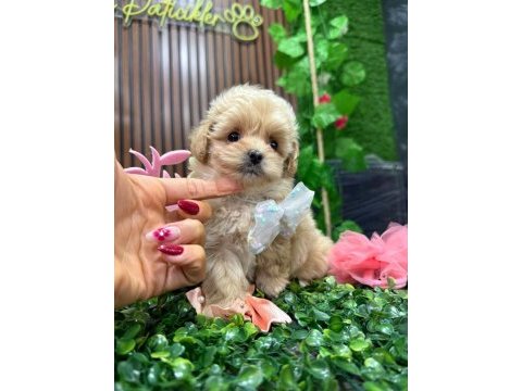 Yavru maltipoo