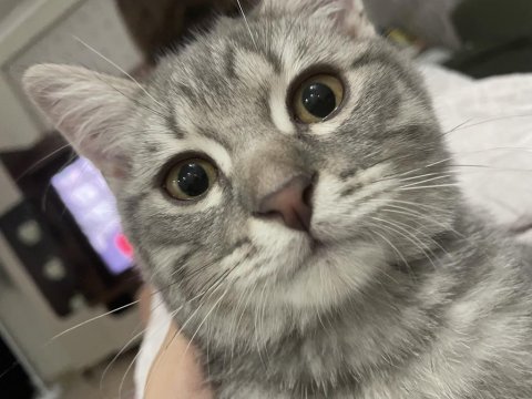 British shorthair oğluma yuva arıyoruz