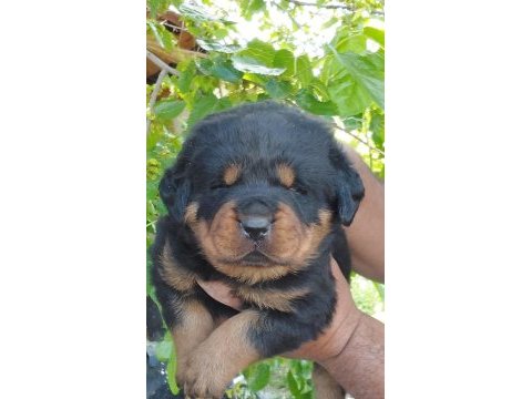 Irk garantili rottweiler yavruları