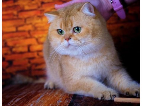 British shorthair dişi ve aktif erkek
