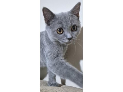 3 aylık dişi british short hair