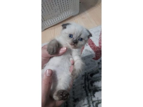 Çikolata point erkek yavru scottish fold