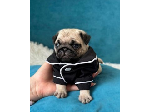 Irk garantili pug yavruları