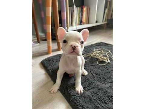 Mükemmel french bulldog yavrular hazır