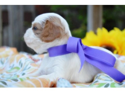 Ailelere uygun cavalier king charles