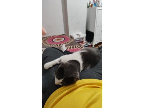 Kedimizin kuyruğu yok kucaktan inmiyor yuva arıyoruz